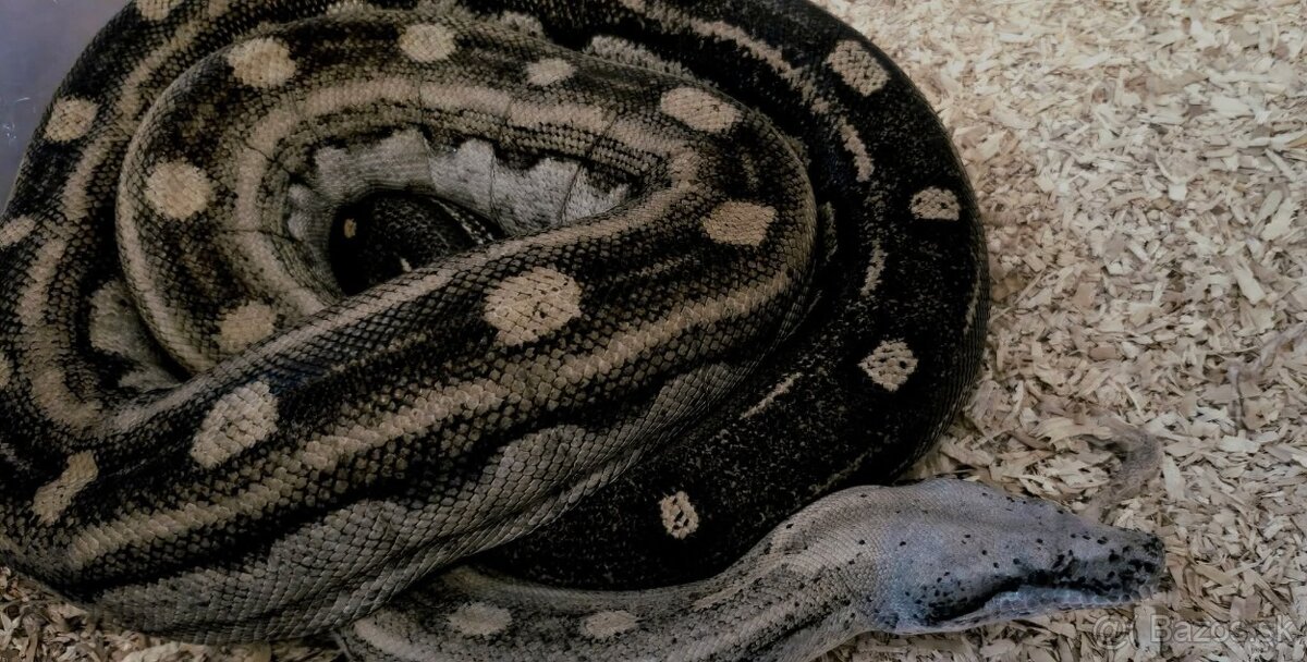Boa - 3
