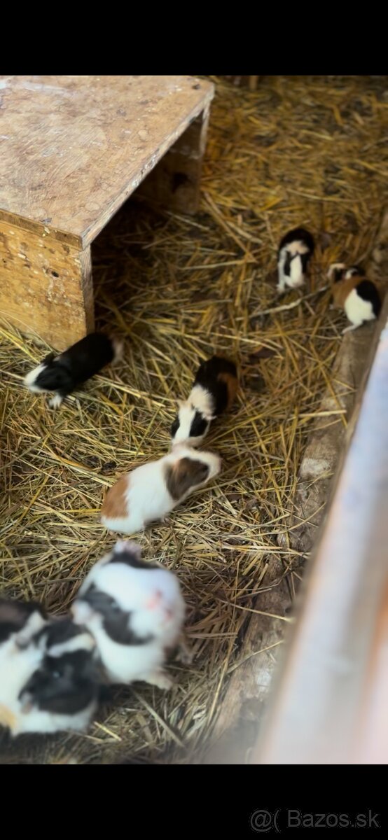 Marca morčatá, morské prasa - 3