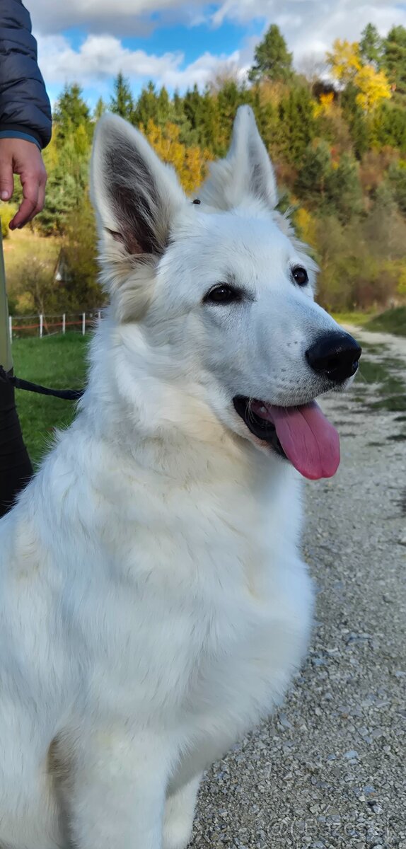 Biely švajčiarsky ovčiak s PP - 3
