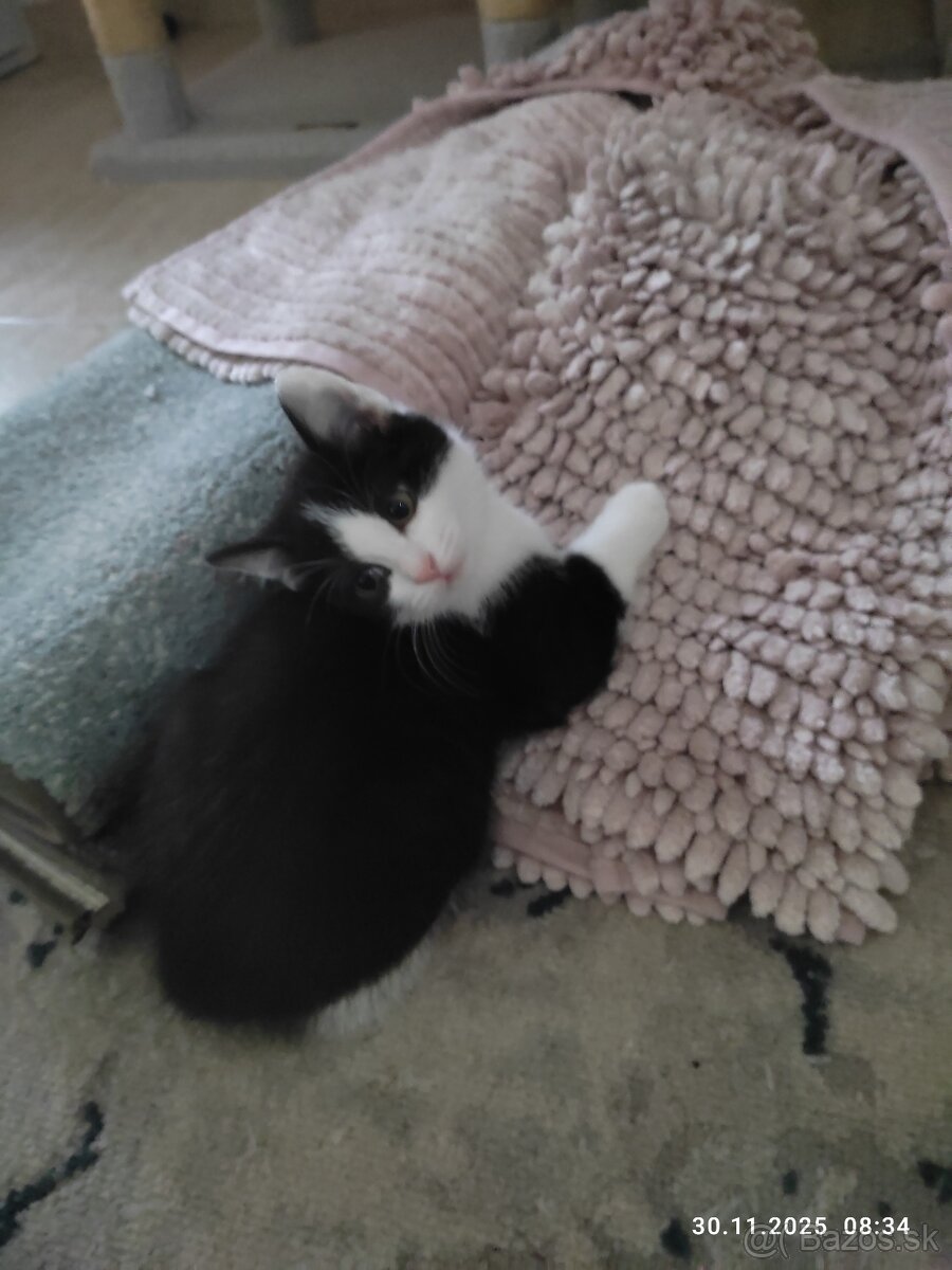 Polobritské mačiatka - 3