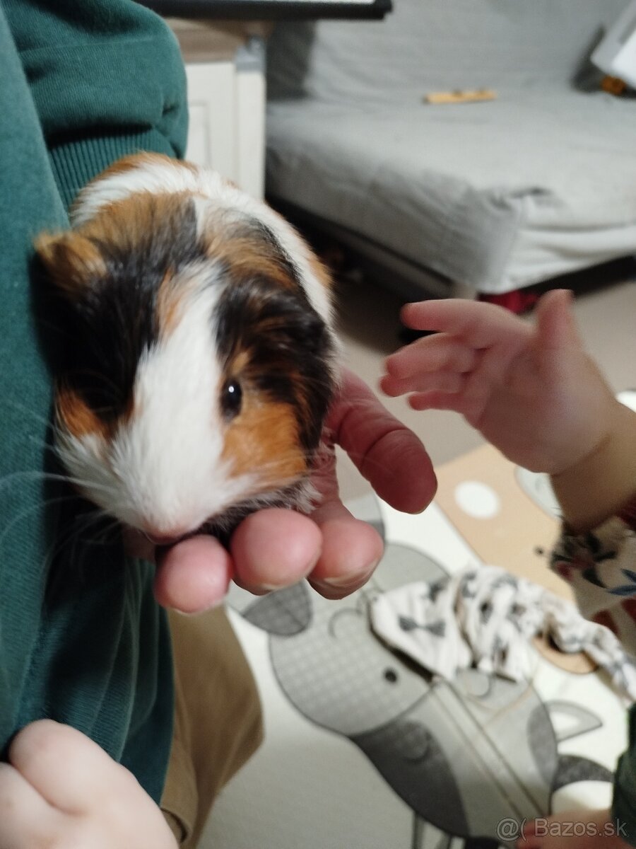 Morské prasiatko - morča - 3