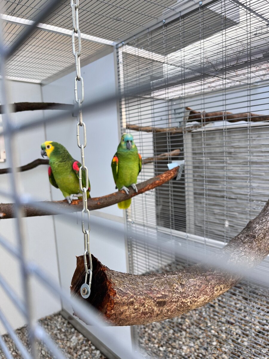 Amazoňan modročelý chovný pár - 3