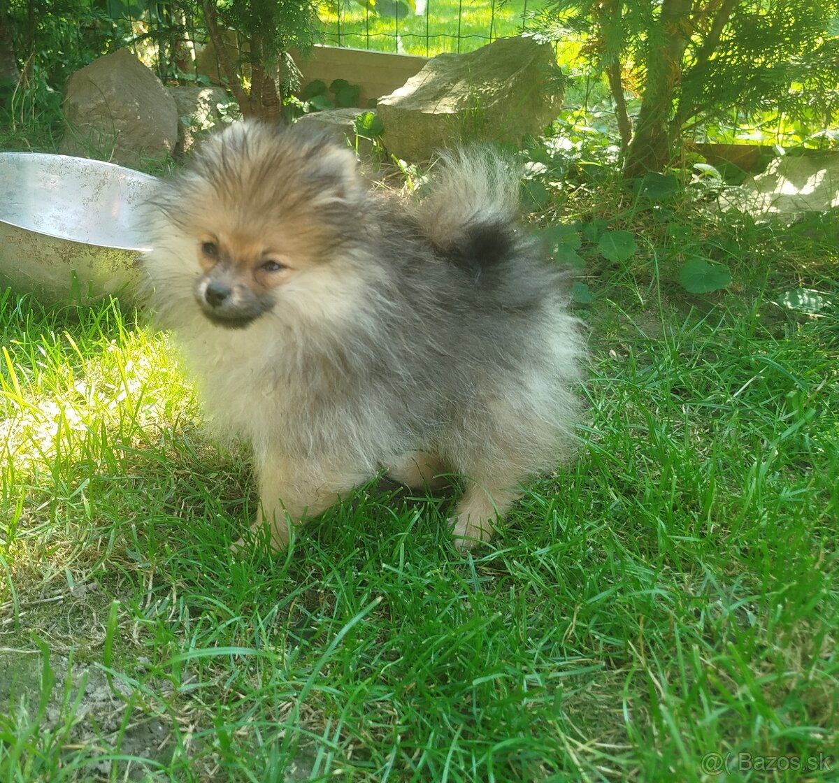 Predám fenku pomeraniana s PP FCI - 3