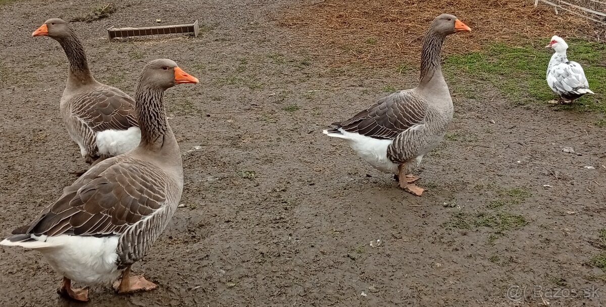 Predám sliepky, kohúta, kačicu,husy .. - 3