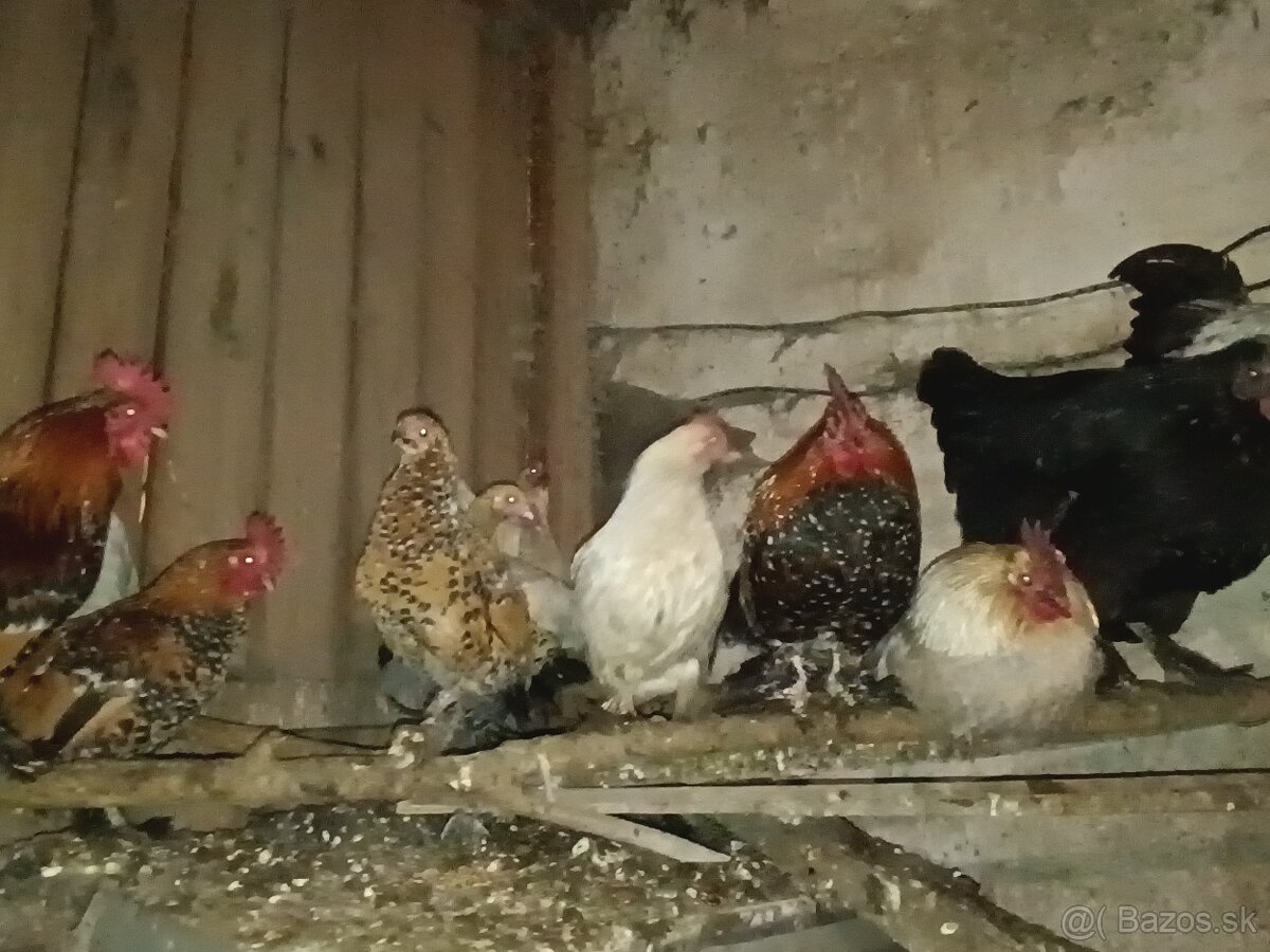 Predám Liliputky - 3