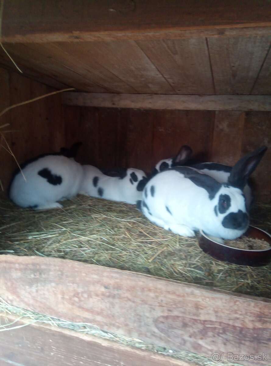 Nemecký obrovitý strakáč - 3