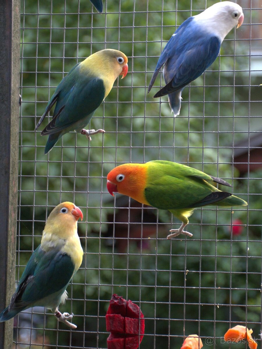 Agapornis fischer - 3