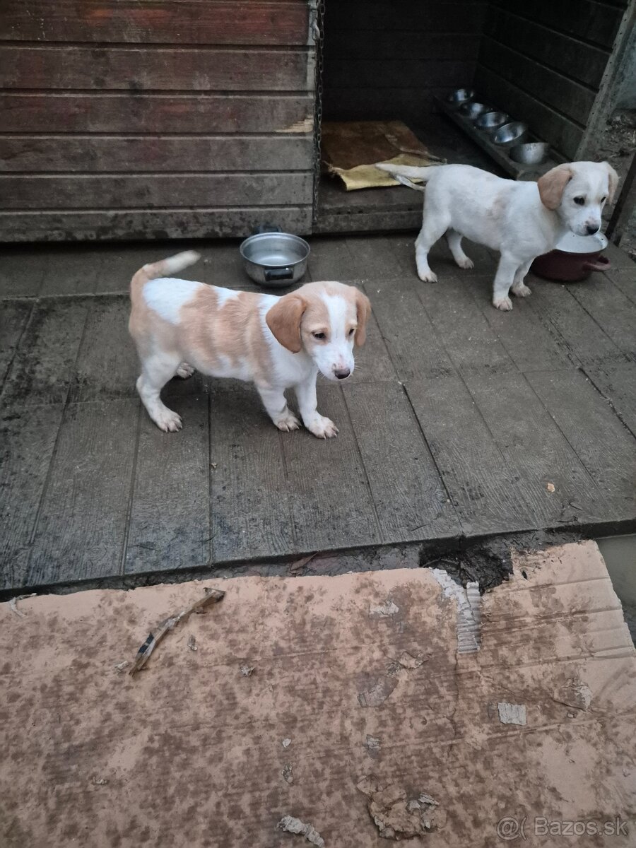 Darujem šteniatka - 3