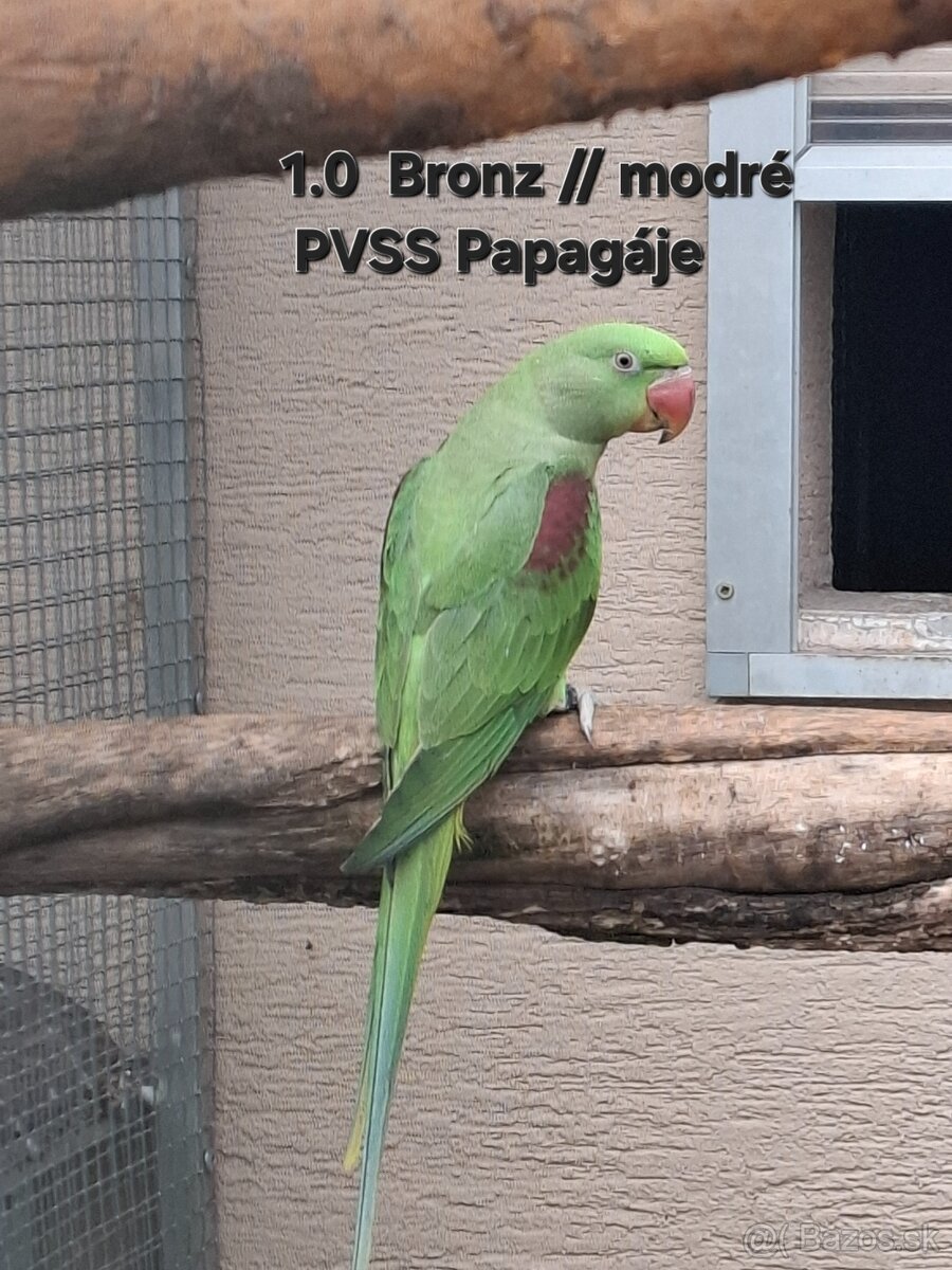 Alexander velký mutacia - 3