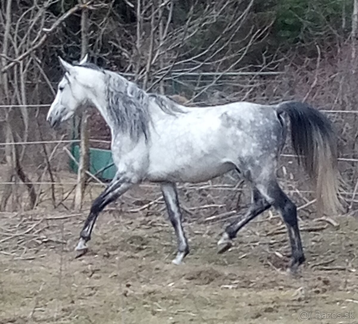 Pripúšťanie Shagya arab - 3