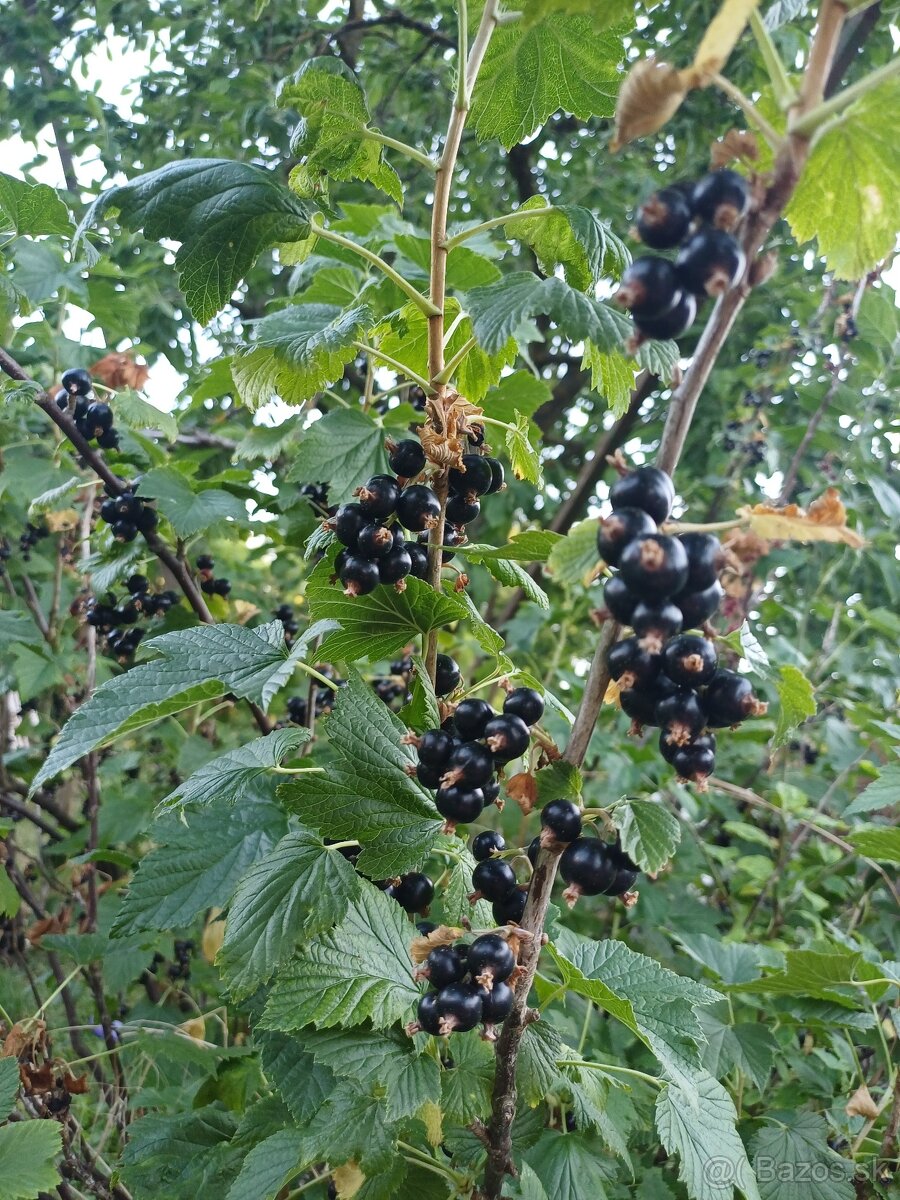 Čierne ribezle - 3