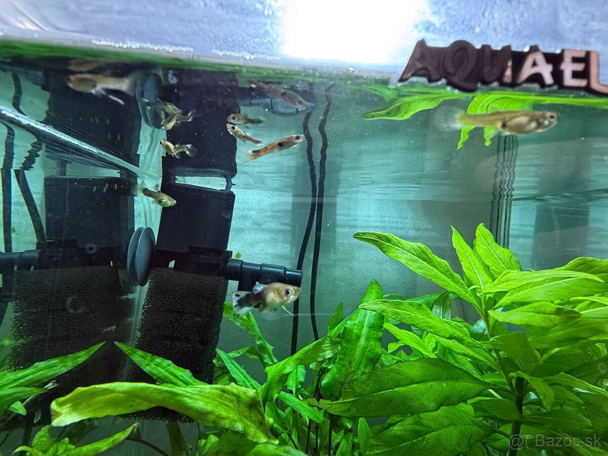 Aquarium-zabehnuté - 3