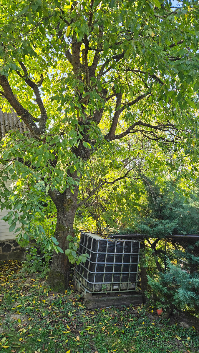 Ponúkam orechové a čerešňové drevo - 3