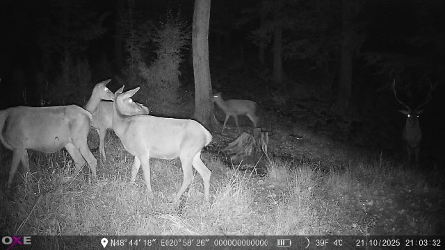 Fotopasca oxe spider 4G - 3