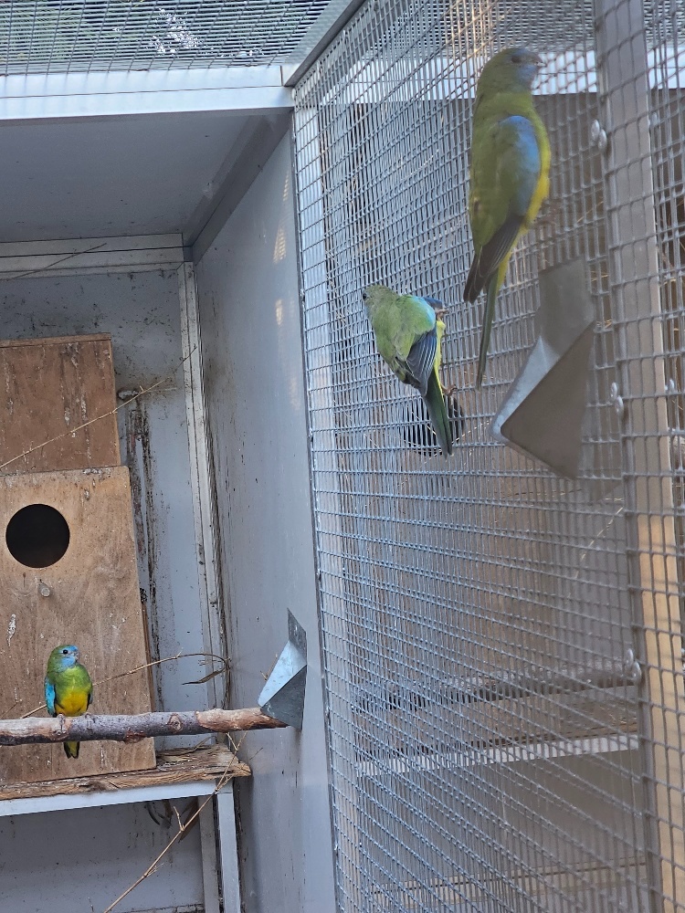 Neoféma modrohlavá prírodná - 3