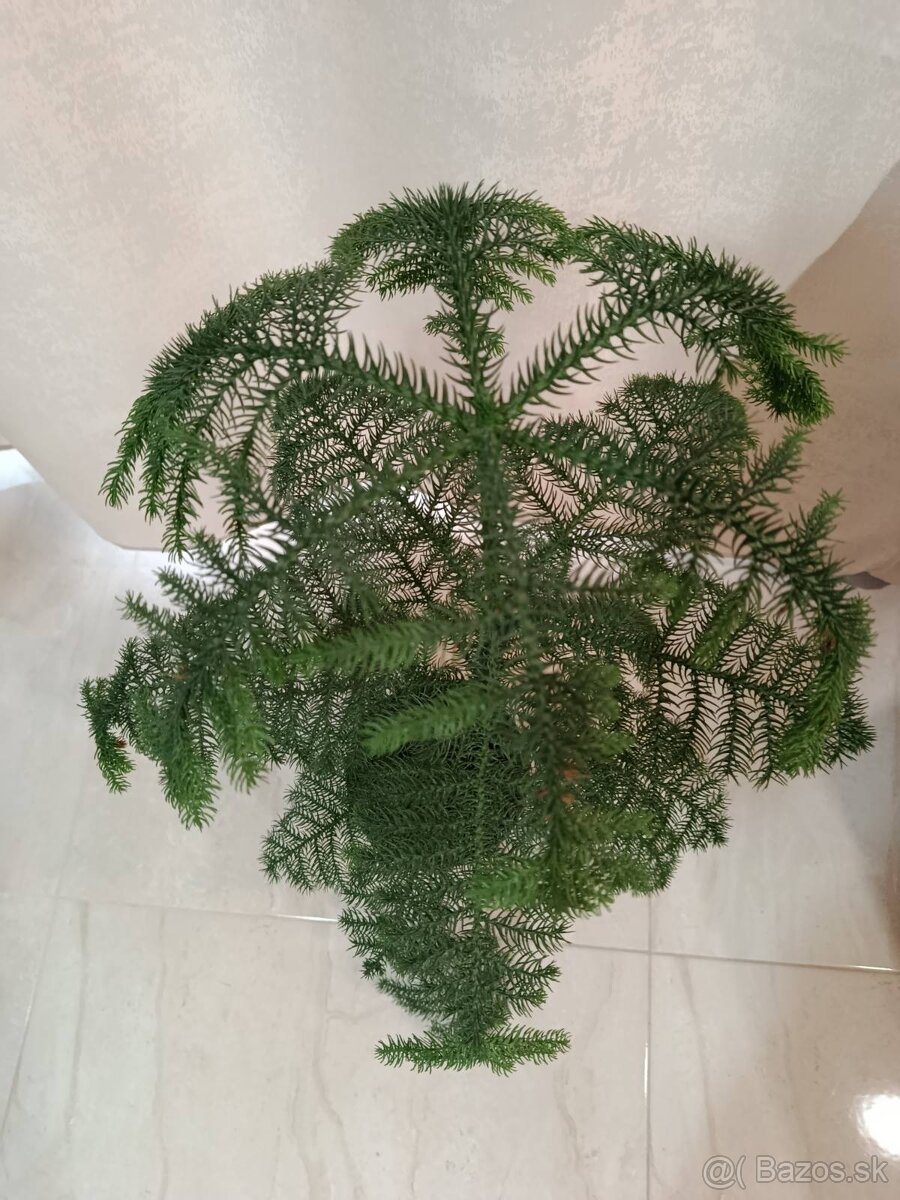 IZBOVÁ RASTLINA - 3