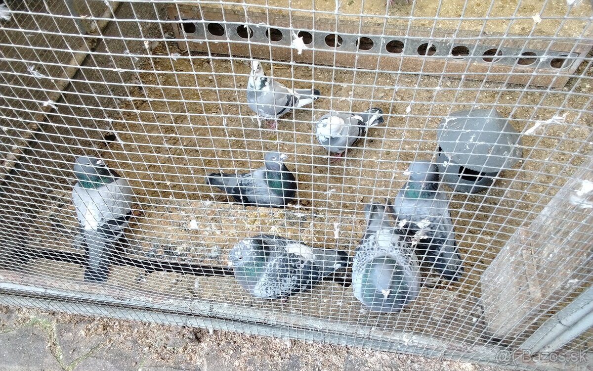 Poštové holuby - 3