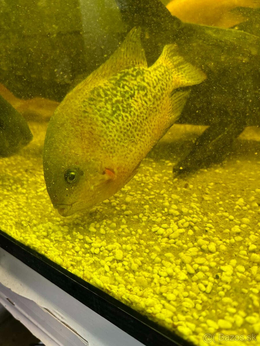 Americké cichlidy , velké Tetry - 3