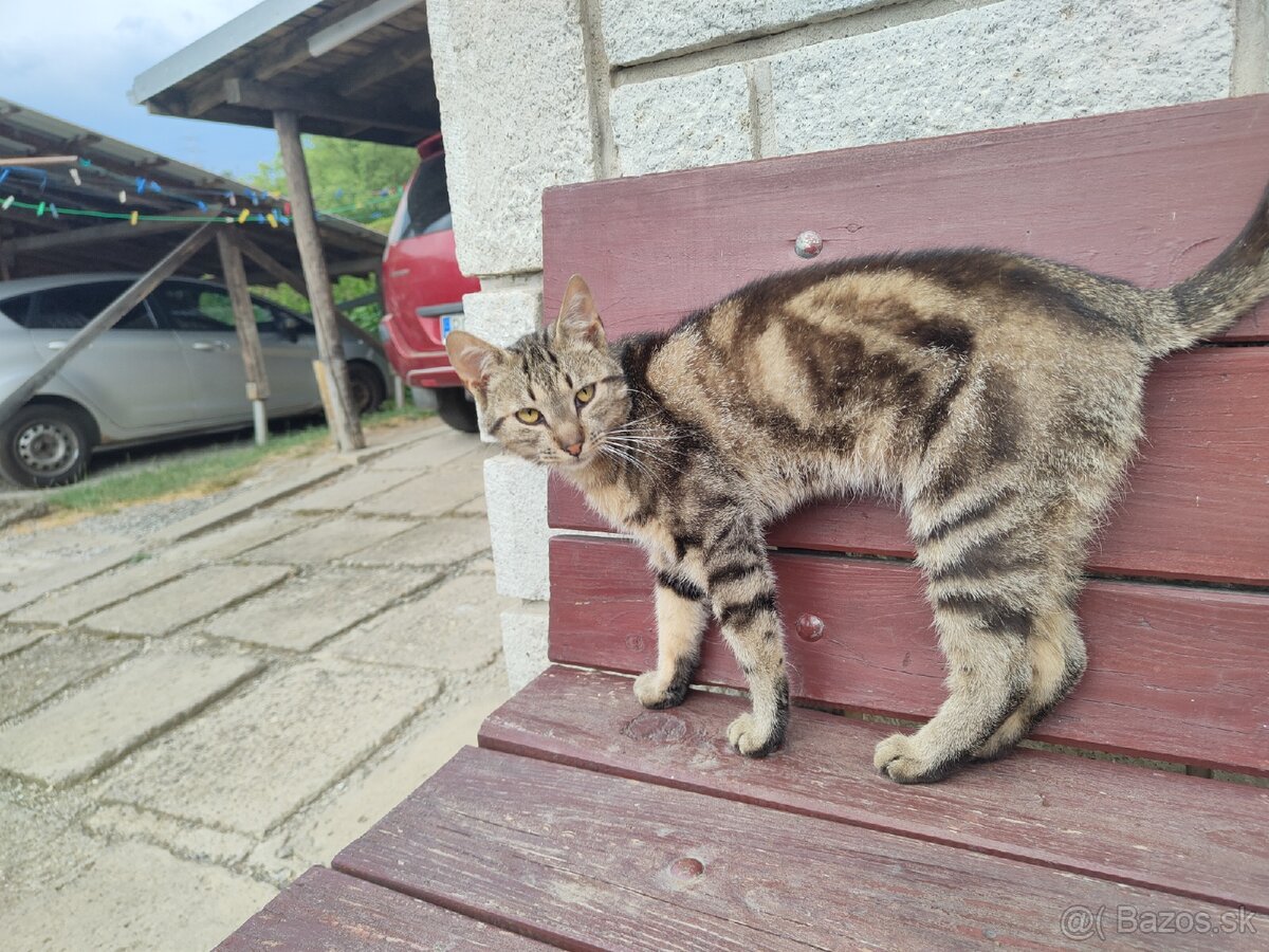 Kocúrik do dobrých rúk pre deti krásny tygrovany - 3