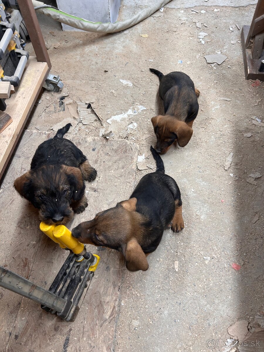 Jazvečík Hrubosrstý - 3