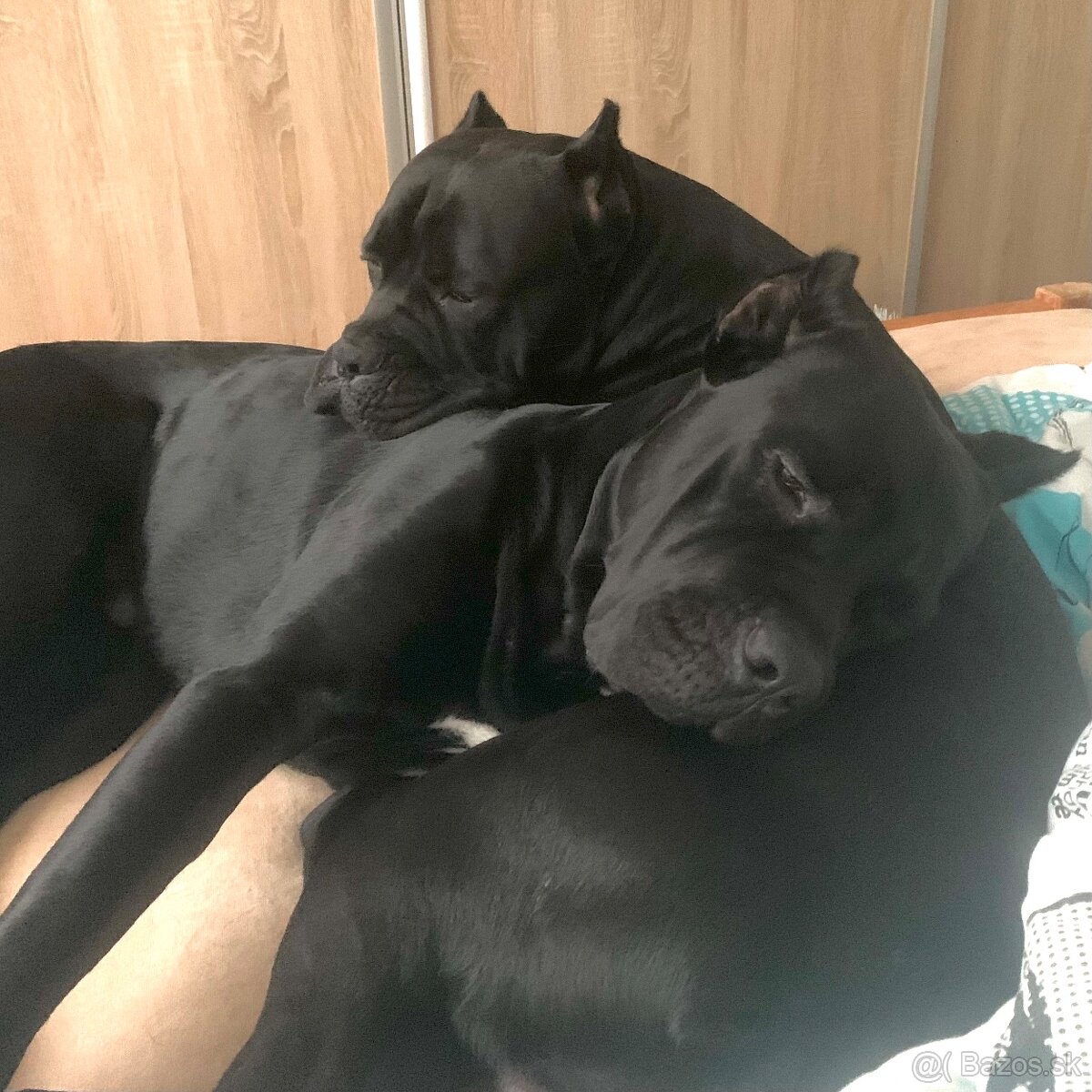 Cane corso - pes na krytie - 3