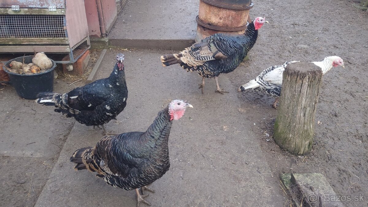 Násadové vajička morka bronzová - 3