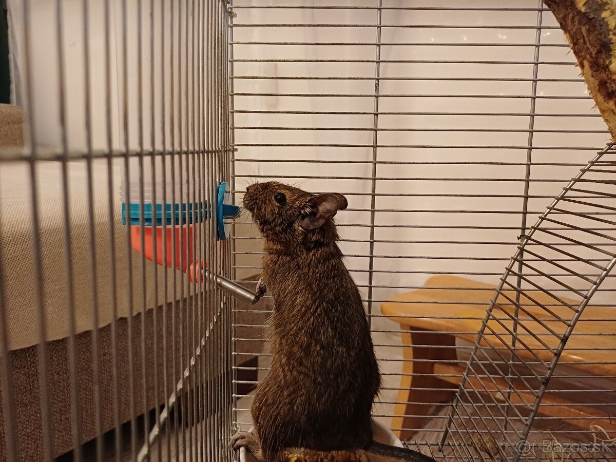 Osmak Degu s kompletnou výbavou. - 3