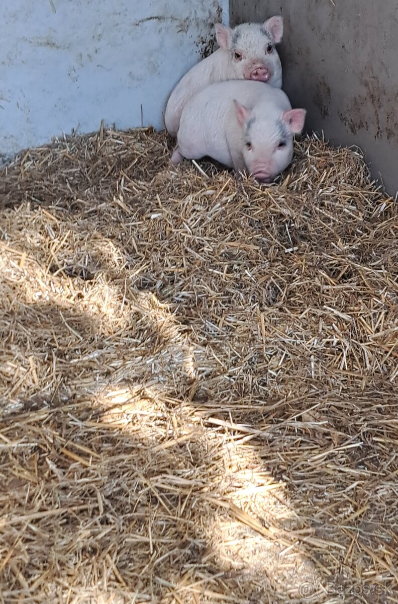 Vietnamske prasiatka - 3