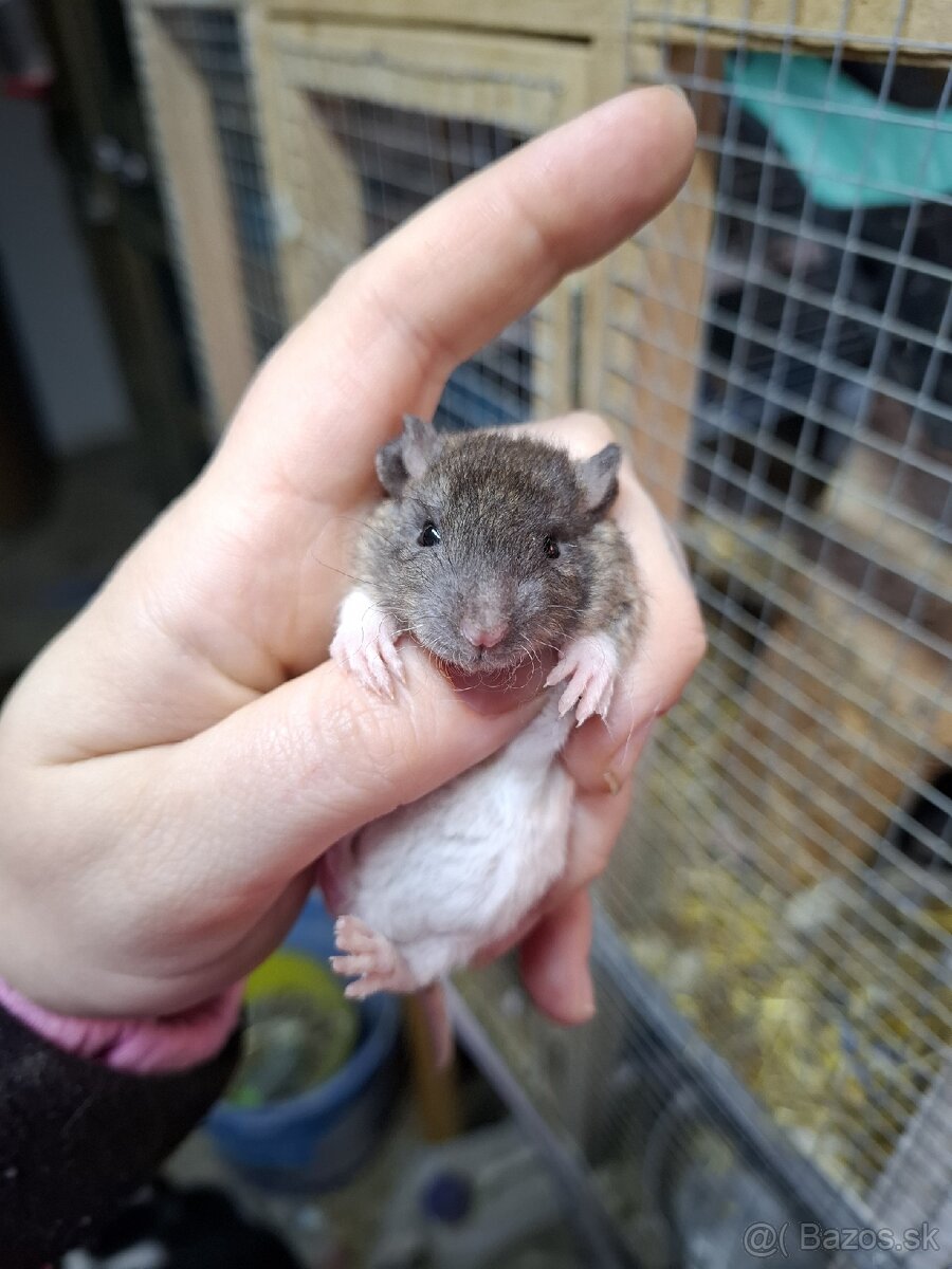 Dumbo velveteen potkany - 3