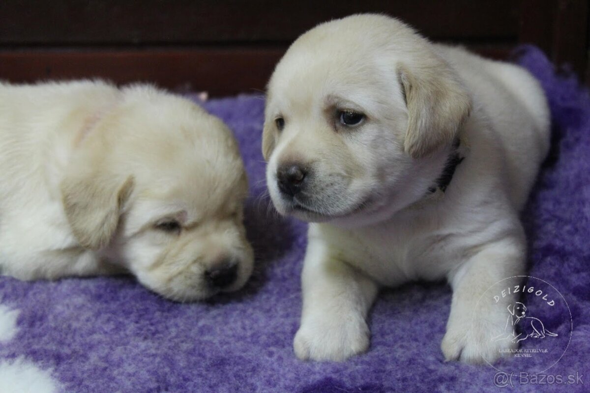 Labrador s rodokmeňom pôvodu - 3