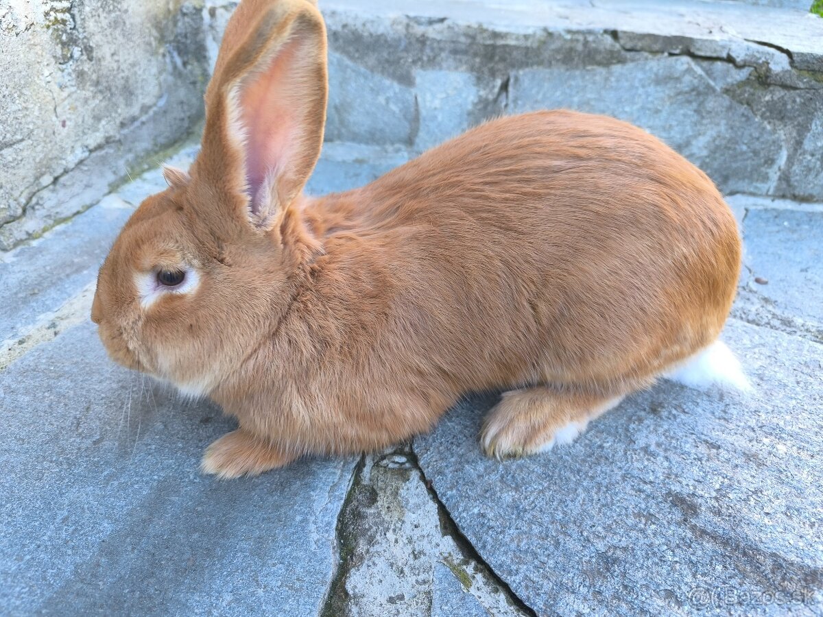 Burgundsky samec - 3