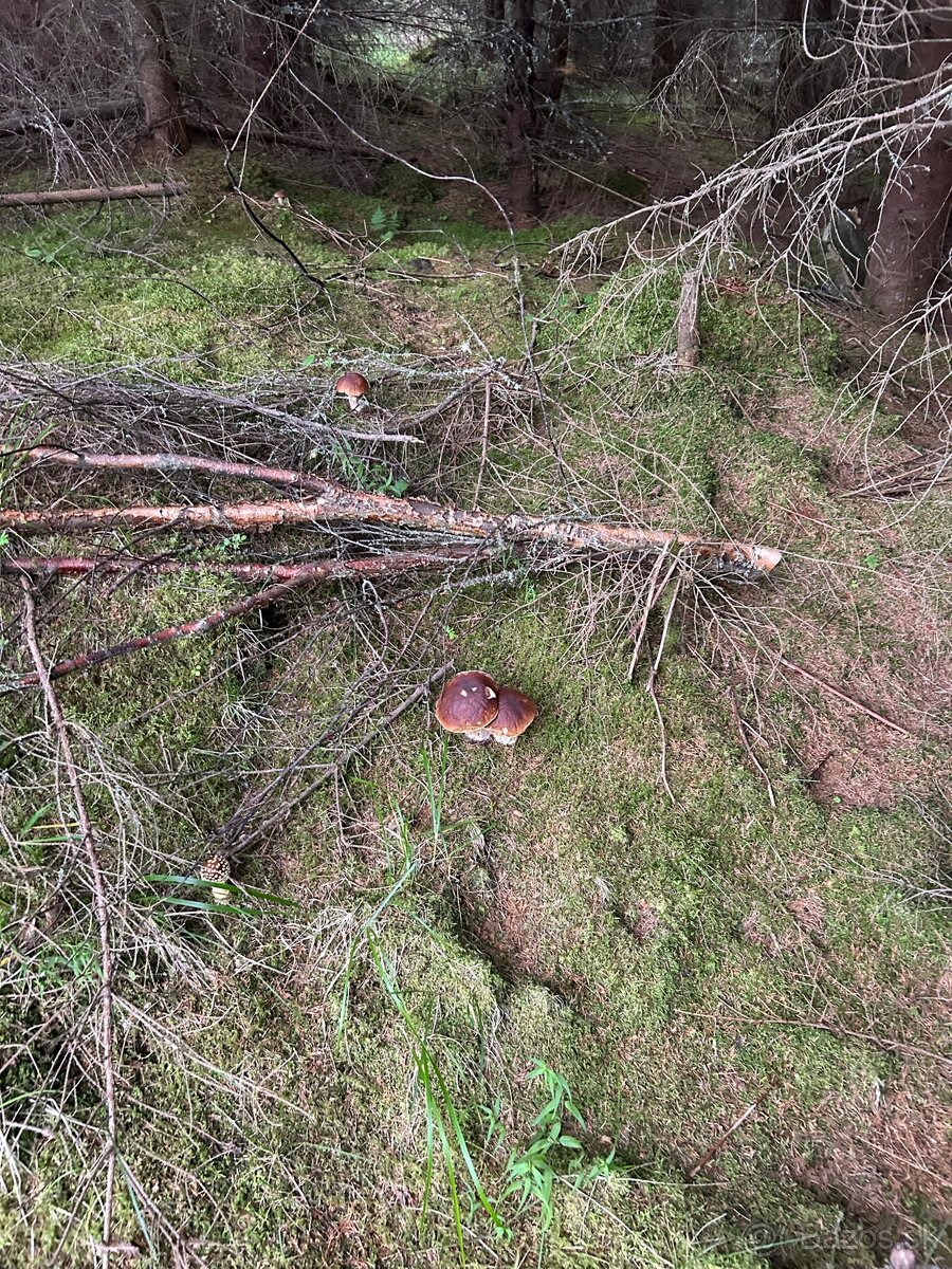 Kozaky dubaky a aj mix týchto dvoch druhov - 3