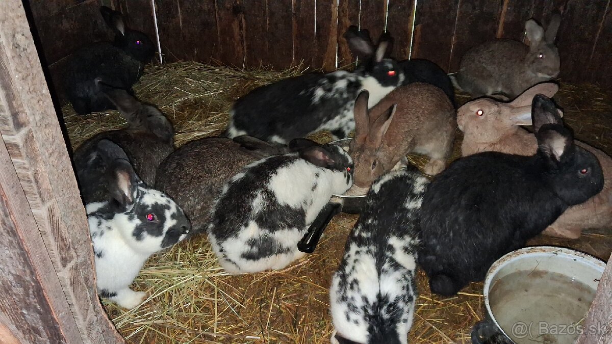 Králiky - 3