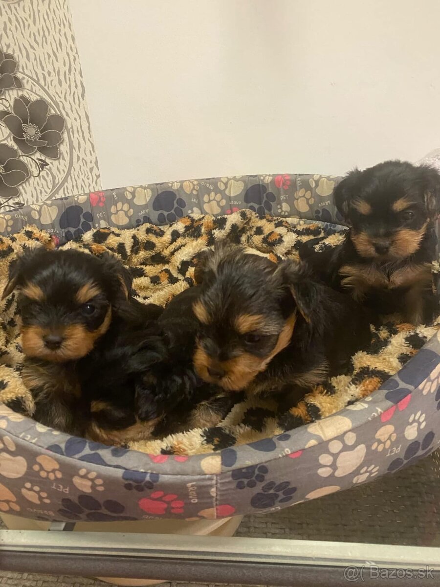 Yorkshirsky teriér - 3