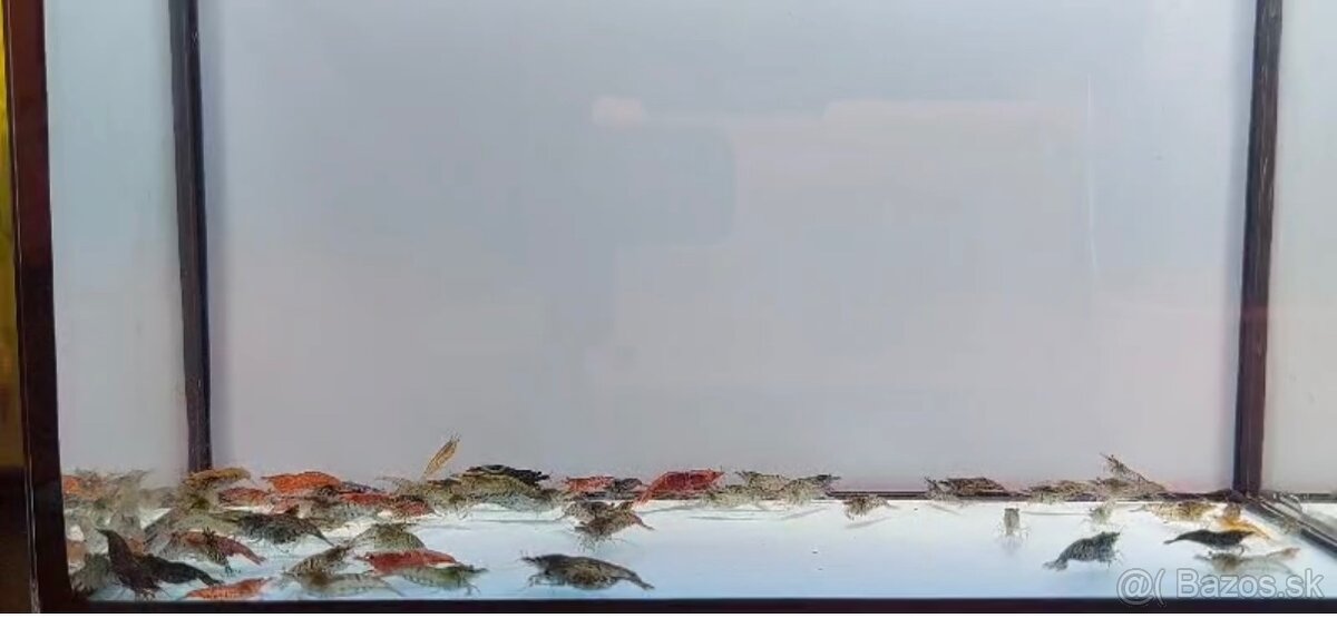 Predám sladkovodné krevetky MIX - 3