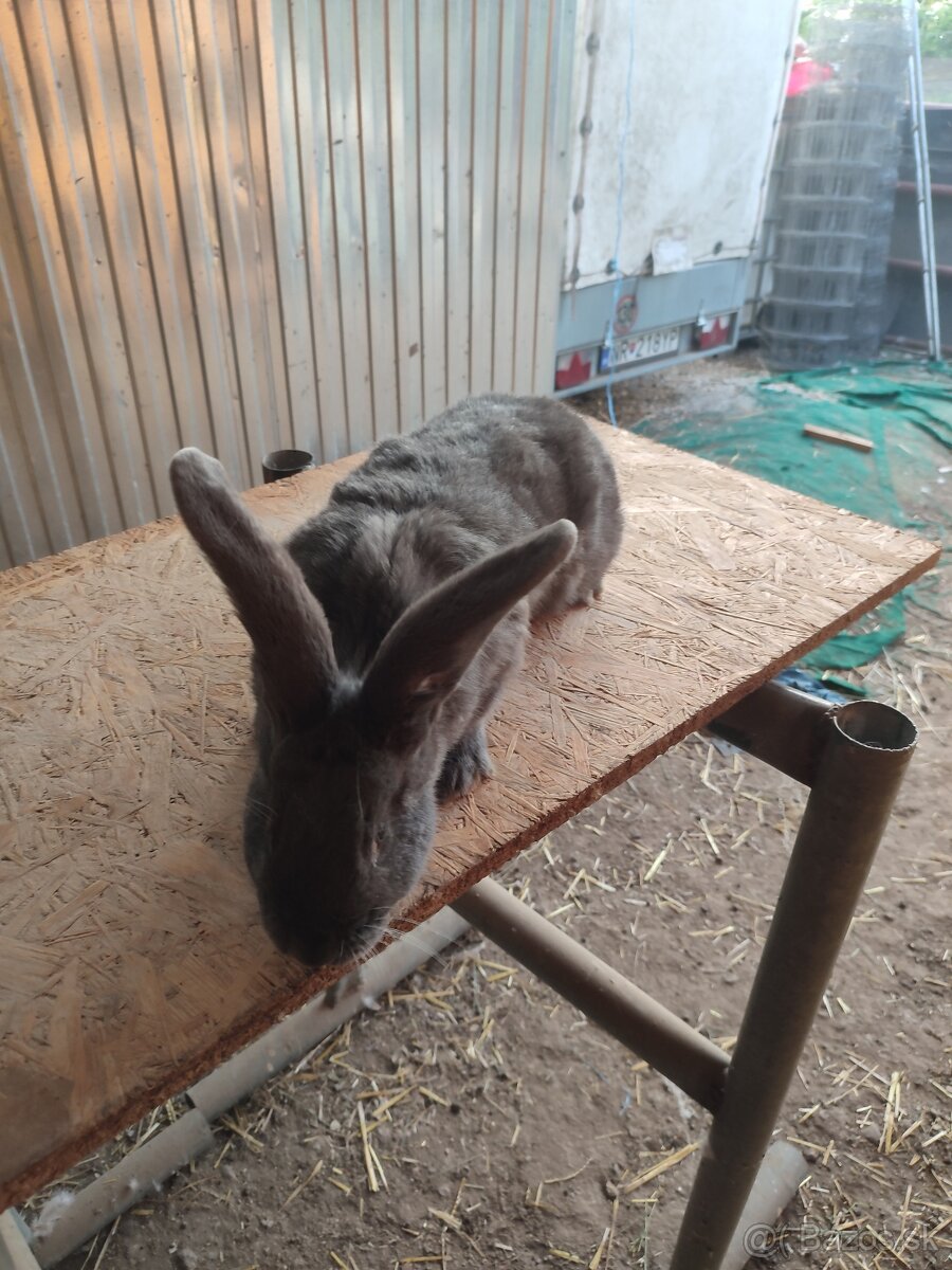 Nemecký obrovitý strakáč - 3