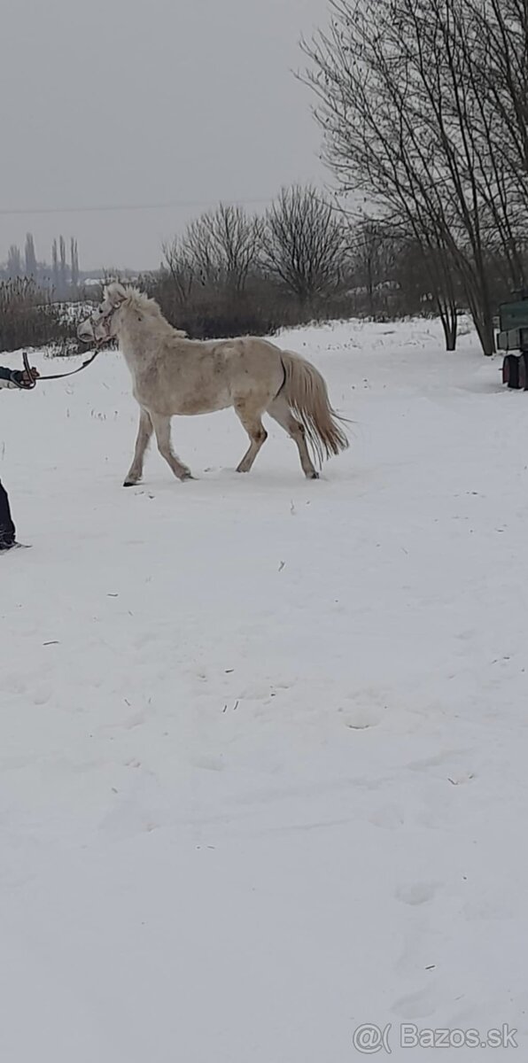 Predám pony kobylu - 3