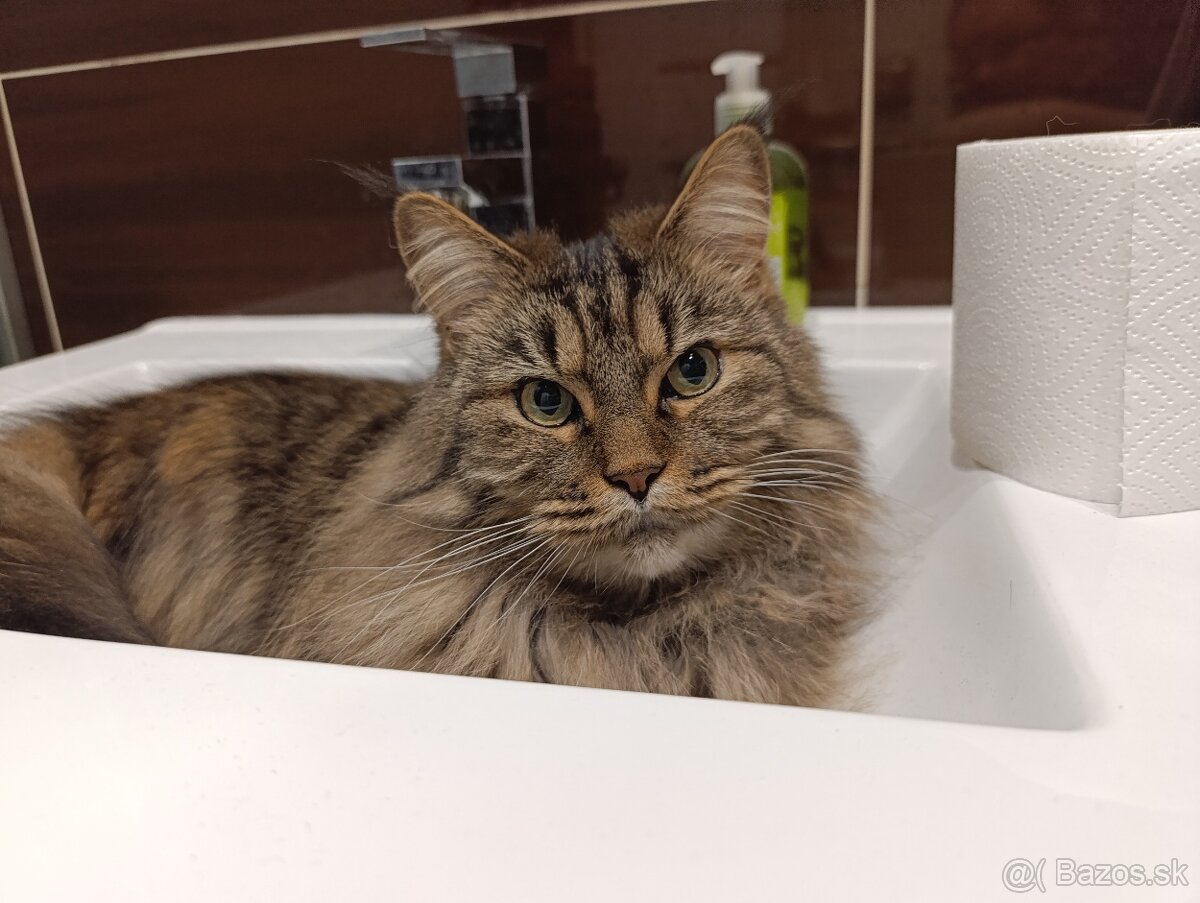 Mainská mývalia mačka bez PP - 3