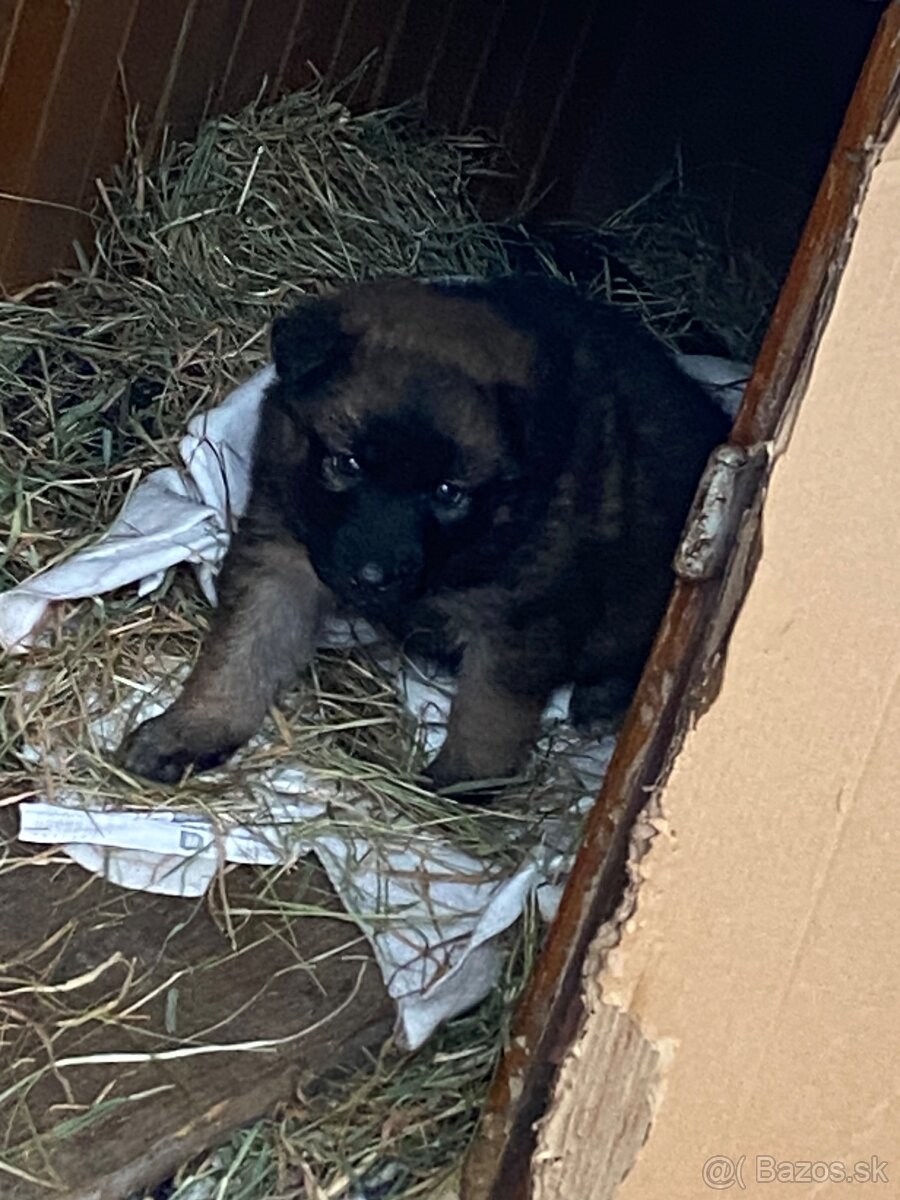 Predám nemecky ovčiak - 3