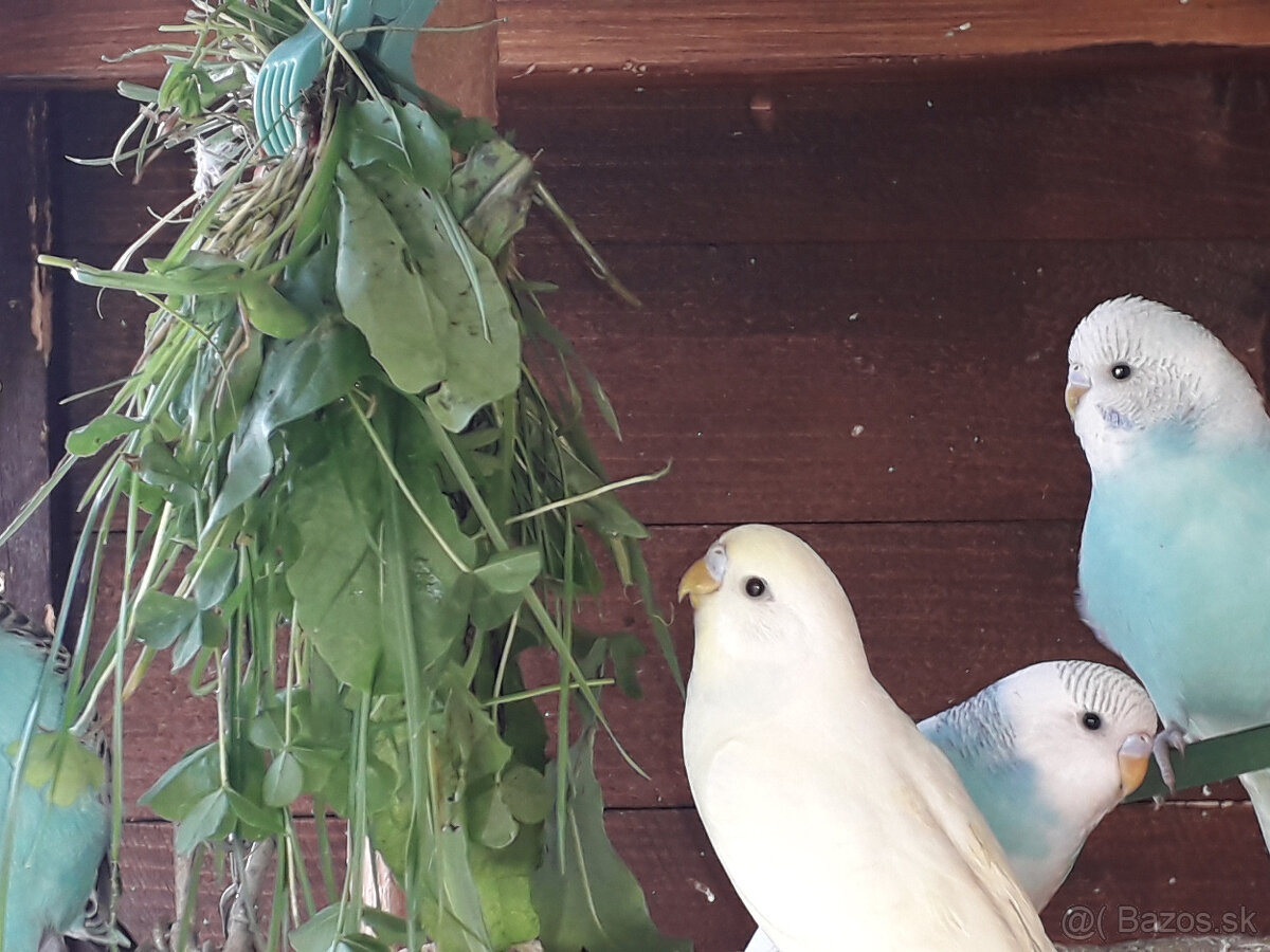 predám andulky a zebričky - 3