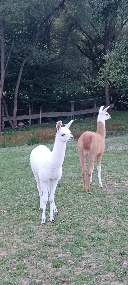 lama krotká - samec - 3