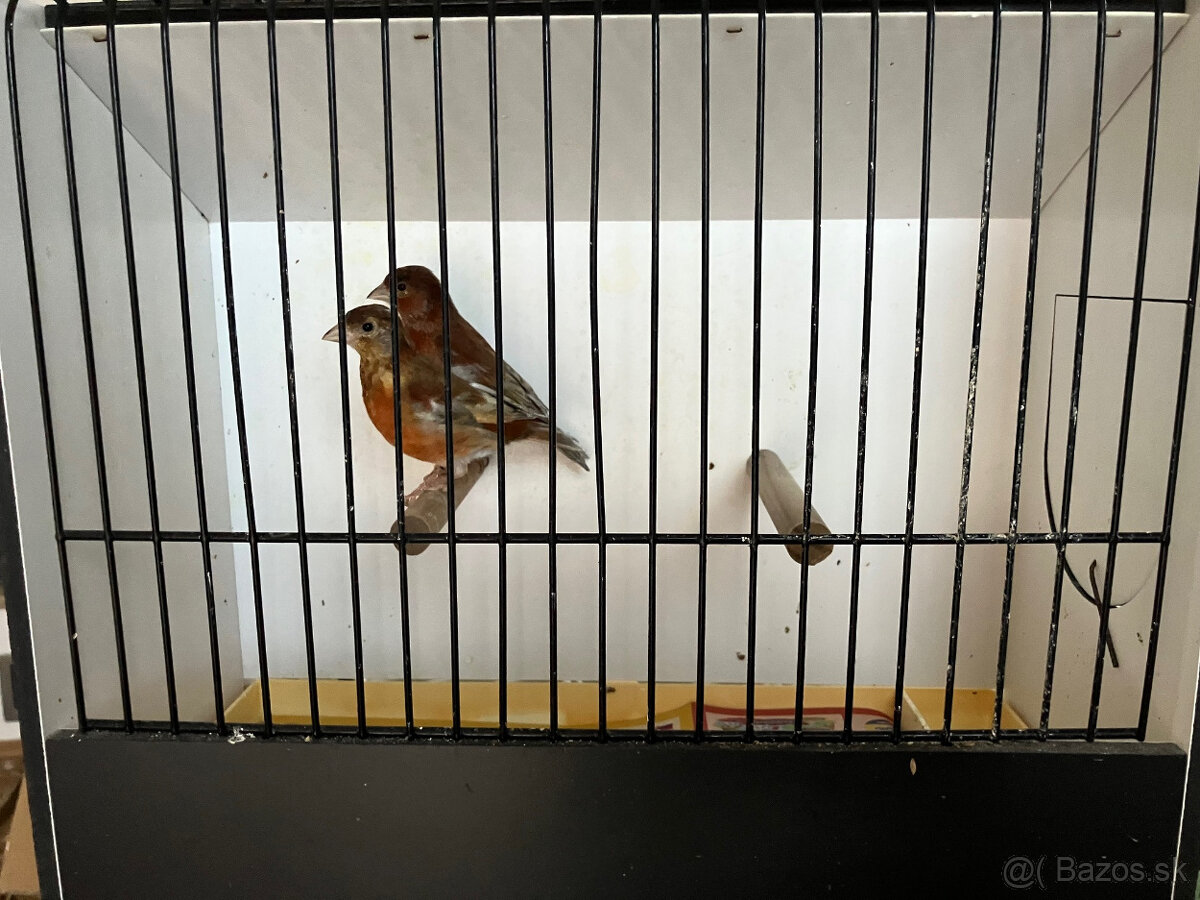 Predám krížence - 3