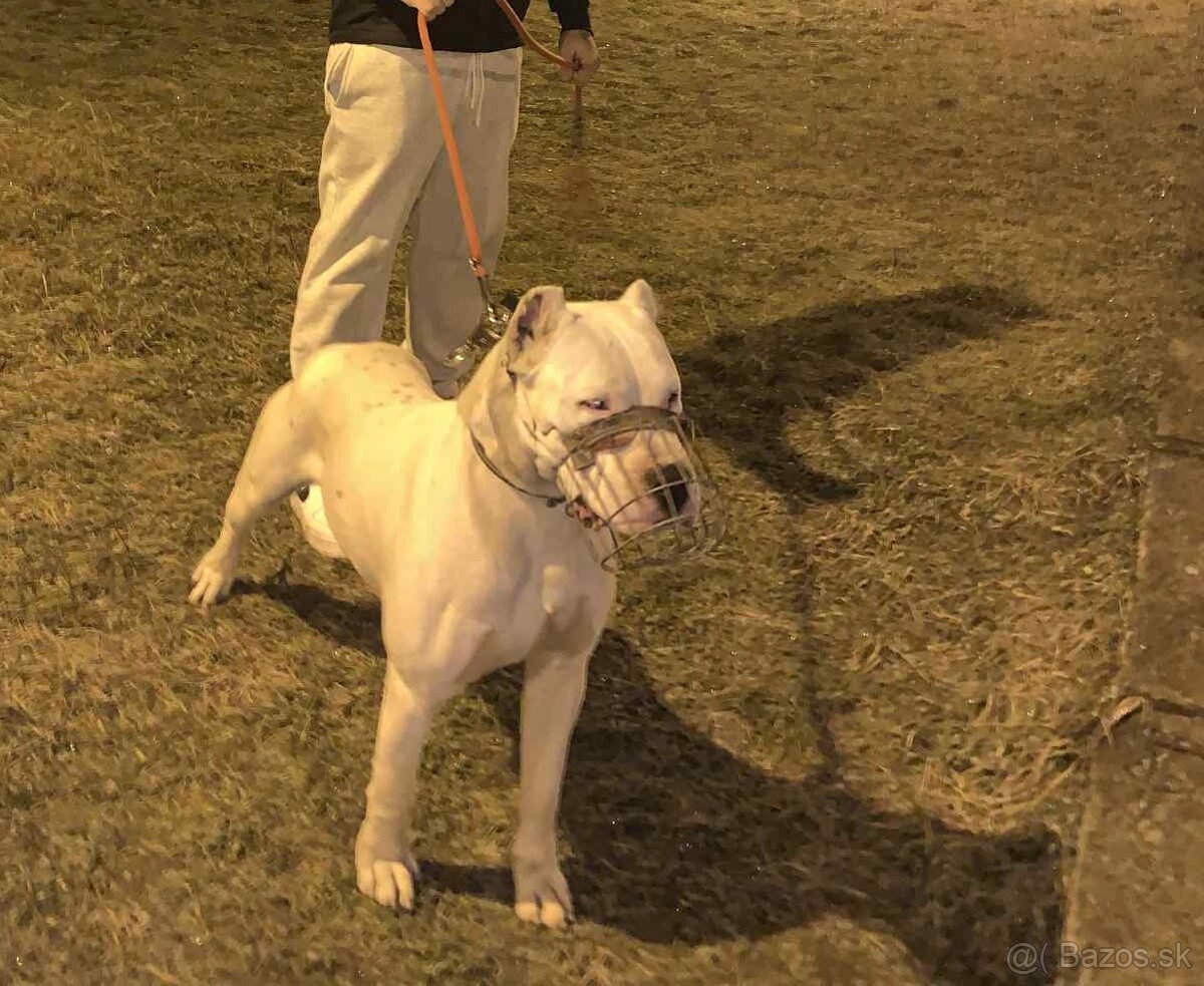 Argentinska doga - 3