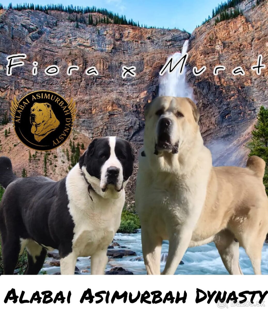 Stredoázijský ovčiak s PP - 3