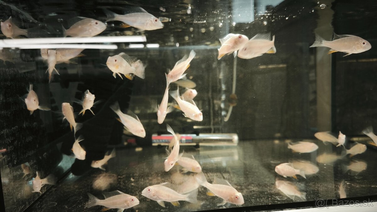 Akara Heckelli albino ,Heckeli - 3