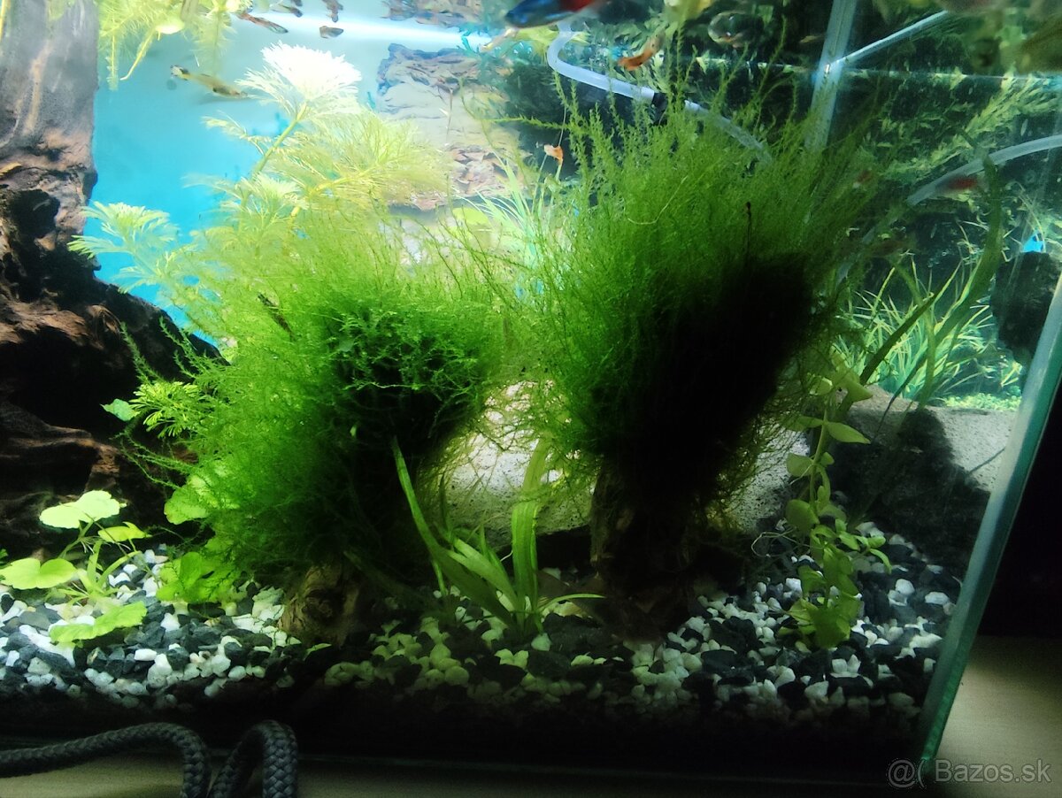 Mach do akvária - 3