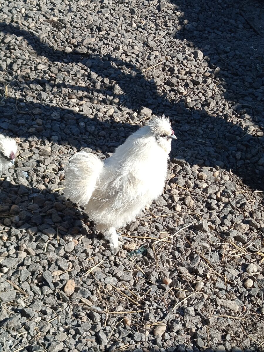 Kohút hodvabničky - 3