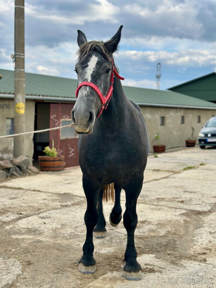 Predám kobylu - percheron na predaj - 3