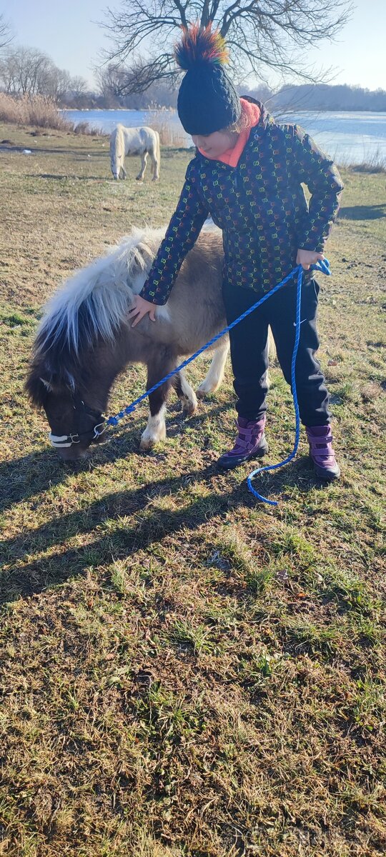 Predám žrebčeka Shetland - 3