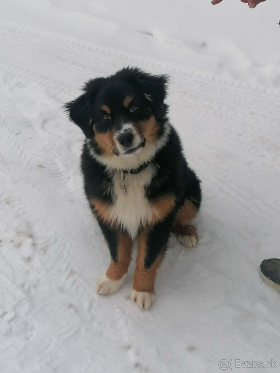 Austrálsky ovčiak - 3